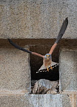 Lesser kestrel (Falco naumanni) male leaving nest site, Alcantara church, Alcantara, Extremadura, Spain.