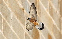 Lesser kestrel (Falco naumanni) male flying to nest site in Alcantara church wall, Alcantara, Extremadura, Spain.
