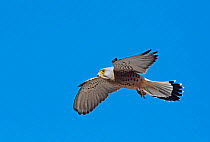 Lesser kestrel (Falco naumanni) male flying, Alcantara church, Alcantara, Extremadura, Spain.