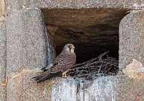 Lesser kestrel (Falco naumanni) female perched at nest entrance, Alcantara church, Alcantara, Extremadura, Spain.