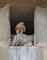 Lesser kestrel (Falco naumanni) Male calling whilst perched at nest hole entrance, Alcantara church, Alcantara, Extremadura, Spain.