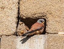 Lesser kestrel (Falco naumanni) pair perched at nest entrance, Alcantara church, Alcantara, Extremadura, Spain