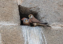 Lesser kestrel (Falco naumanni) pair perched at nest hole entrance, Alcantara church, Alcantara, Extremadura, Spain.