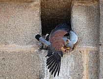 Lesser kestrel (Falco naumanni) males fighting over ownership of a nest hole, Alcantara church, Alcantara, Extremadura, Spain.