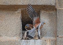 Lesser kestrel (Falco naumanni) males disputing ownership of a nest hole, Alcantara church, Alcantara, Extremadura, Spain.