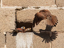 Lesser kestrel (Falco naumanni) defending nest hole from encroaching female, Alcantara church, Alcantara, Extremadura, Spain.