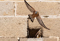 Lesser kestrel (Falco naumanni) male leaving nest, with female watching, Alcantara church, Alcantara, Extremadura, Spain.