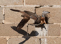 Lesser Kestrel (Falco naumanni) pair leaving nest, Alcantara church, Alcantara, Extremadura, Spain.