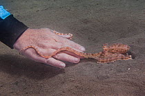 Mimic octopus (Thaumoctopus mimicus) reaching out to touch the fingers of a diver, Bali, Indonesia, Indo-Pacific Ocean.
