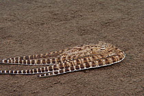 Mimic octopus (Thaumoctopus mimicus) gliding across the ocean floor in a flattened posture with its arms trailing, possibly using this posture to mimic a Flounder or Sole, Bali, Indonesia, Indo-Pacifi...
