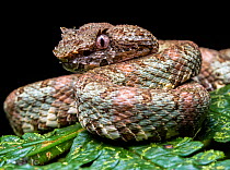 Eyelash pit viper (Bothriechis schlegelii) coiled up at night, portrait, Caribbean slope of Guatemala. Cropped.