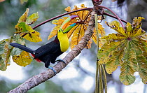 Keel-billed toucan (Ramphastos sulfuratus) perched in Trumpet tree (Cecropia peltata) feeding on fruit, Caribbean slope of Guatemala.