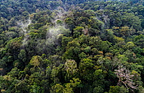 Aerial view over rainforest canopy, Caribbean slope of Guatemala. January, 2023.