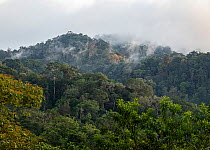 Low cloud over rainforest canopy, Caribbean slope of Guatemala. January, 2023.