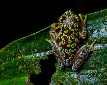 Copan brook frog (Duellmanohyla soralia) resting on a leaf at night, Caribbean slope of Guatemala. Endangered.
