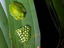 Glass frog (Hyalinobatrachium viridissimum) resting on leaf guarding its eggs, Caribbean slope of Guatemala. Cropped.