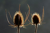 Teasel (dipsacus fullonum) seed heads and spider's silk backlit on an autumn morning, Dorset, UK. October.