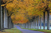 Pollarded Beech (Fagus sylvatica) tree avenue in autumn, Moor Crichel, Dorset. UK. November.