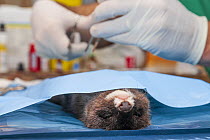 Veterinarian operating on a European mink (Mustela lutreola), Peralta, Navarra province, Spain. Mink was taken from wild then released. Critically endangered.