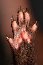 European mink (Mustela lutreola) paw pad, Peralta, Navarra province, Spain. Captive. Critically Endangered.