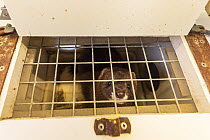 European mink (Mustela lutreola) in 'mink house', a cage in a captive breeding project, Lleida province, Spain. Critically endangered.