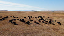 Aerial shot of American bison (Bison bison) herd grazing and walking across prairie. The herd includes adult and juvenile bison. Montana, USA.