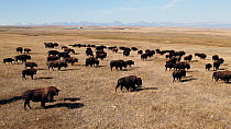 Aerial tracking shot of American bison (Bison bison) herd grazing and walking across prairie. The herd includes adult and juvenile bison. Montana, USA.