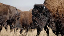 Tracking shot of American bison (Bison bison) herd walking across prairie. The herd includes adult and juvenile bison. Montana, USA.