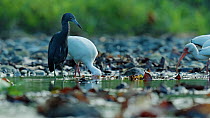 Little blue heron (Egretta caerulea) preening. In the background, a group of White ibis (Eudocimus albus) are searching for food in a river. Puerto Jimenez, Costa Rica.