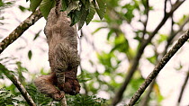 Three-toed sloth (Bradypus) asleep and hanging upside down in a tree. Then the animal wakes up. Costa Rica.