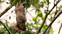 Three-toed sloth (Bradypus) hanging upside down in a tree. Then the animal falls asleep. Costa Rica.