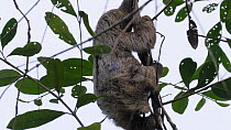 Brown-throated sloth (Bradypus variegatus) juvenile climbing down a tree, Isla Bastimentos, Bocas Del Toro, Panama.
