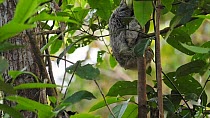 Brown-throated sloth (Bradypus variegatus) juvenile climbing down a tree. The animal stops and looks around. The sloth is covered with sloth moths (Cryptoses choloepi).  Isla Bastimentos, Bocas Del To...