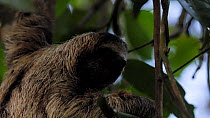 Brown-throated sloth (Bradypus variegatus) scratching its head. The sloth is covered with sloth moths (Cryptoses choloepi). Isla Bastimentos, Bocas Del Toro, Panama.