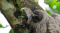 Brown-throated sloth (Bradypus variegatus) juvenile holding onto a tree and resting. The animal then looks up. Isla Bastimentos, Bocas Del Toro, Panama.