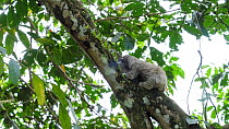 Brown-throated sloth (Bradypus variegatus) juvenile climbing up a tree, Isla Bastimentos, Bocas Del Toro, Panama.