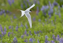 Arctic tern (Sterna paradisaea) flying over field of Lupines (Lupinus).    Keflavik, Iceland. July.  Topaz AI Sharpen applied.