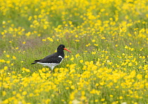 Common oystercatcher (Haematopus ostralegus) standing in meadow of buttercups (Ranunculus) Grimsey, Iceland. July.  Topaz AI DeNoise applied.