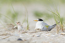 Adult Least tern (Sterna antillarum) sitting with two chicks, one begging in anticipation of being fed.  Long Island, New York, USA. June.  Topaz AI Sharpen applied.