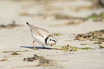 Adult Piping plover (Charadrius melodus) searching for food on beach.  Long Island, New York, USA. June.