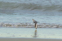 Adult Piping plover (Charadrius melodus) flying along shoreline.  Northern Massachusetts coast, USA. April.  Topaz AI Sharpen applied.