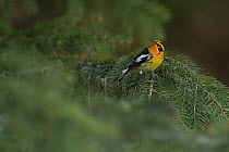 Male Blackburnian warbler (Dendroica fusca) in breeding plumage perched in conifer.  Salamanca, New York, USA. May.  Topaz AI DeNoise applied.