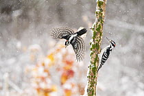 Male Downy woodpecker (Picoides pubescens) taking off to avoid Male Hairy woodpecker (Picoides villosus) that landed on its perch in winter, with orange foliage in background.  Freeville, New York, U...
