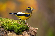 Male Evening grosbeak (Coccothraustes vespertinus), in winter plumage, perched on moss-covered log.  New York, USA. October.  Digitally retouched; distractions removed. Topaz AI Sharpen applied.