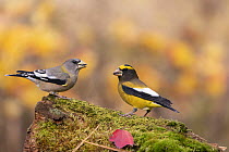 Pair of Evening grosbeaks (Coccothraustes vespertinus), in winter plumage, perched on moss-covered log.  New York, USA. October.  Digitally retouched; distractions removed. Topaz AI Sharpen applied.
