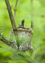 Female American redstart (Setophaga ruticilla) sitting on nest.  New York, USA. June.