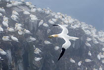 Northern Gannets (Morus bassanus) carrying seaweed in beak as nest material, flying over breeding colony.  Cape St. Mary's Ecological Reserve, Newfoundland, Canada. Foggy morning, June. Topaz A...