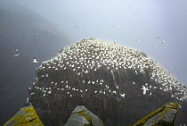 View of Bird Rock, Northern gannet (Morus bassanus) colony, on foggy morning.   Cape St Mary's Ecological Reserve, Newfoundland, Canada. June.