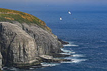 Three Northern gannet (Morus bassanus) flying towards nesting colony.  Cape St Mary's Ecological Reserve, Newfoundland, Canada. June.