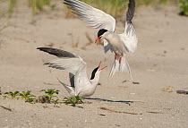 Two Common terns (Sterna hirundo) in middle of aggressive encounter as one lands near nest with chick in it.  Long Island, New York, USA. June.